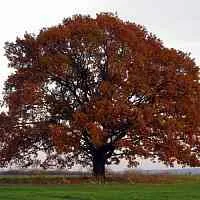 Дуб скальный  Дуб скальный в Ижевске