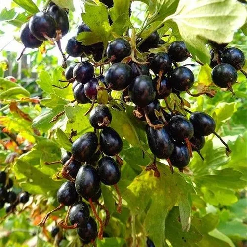 Смородина золотистая ОВАЛЬНАЯ  Смородина золотистая ОВАЛЬНАЯ в Ижевске