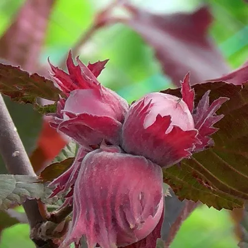 Фундук КАРДИНАЛ  Фундук КАРДИНАЛ в Ижевске