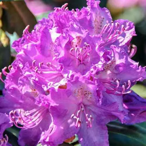 Рододендрон АЛЬФРЕД в Ижевске