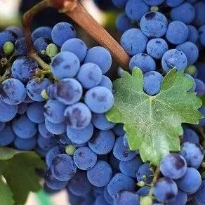 Винный  в Ижевске