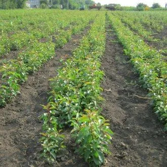 Подвой груши ДИКАЯ ГРУША  Подвой груши ДИКАЯ ГРУША в Ижевске