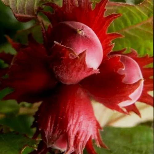 Фундук БАГРЯНЕЦ  Фундук БАГРЯНЕЦ в Ижевске