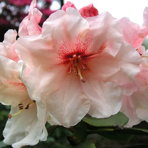 Рододендрон ХАНЯ	 в Ижевске