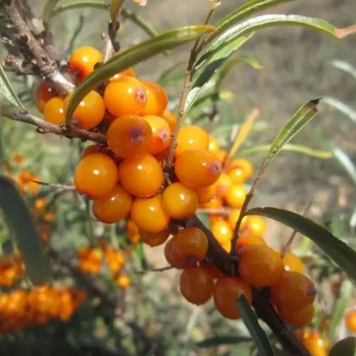 Облепиха СУДАРУШКА  Облепиха СУДАРУШКА в Ижевске