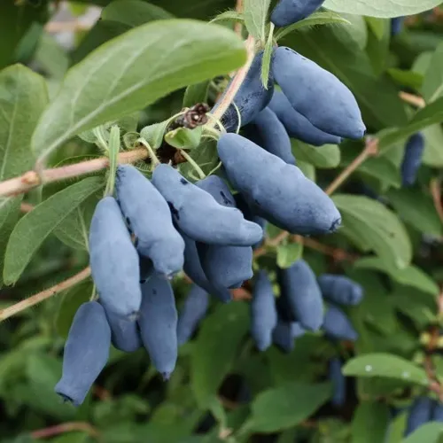 Жимолость съедобная ТОМИ японская  Жимолость съедобная ТОМИ японская в Ижевске