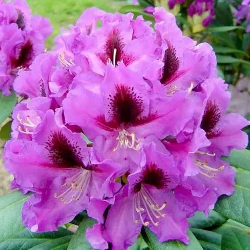 Рододендрон РАСПУТИН в Ижевске