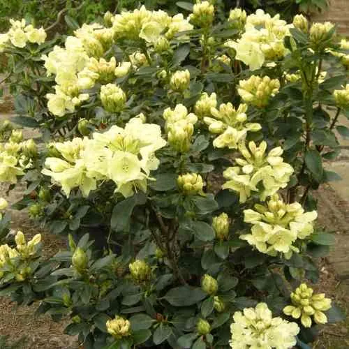 Рододендрон ГОЛДКРОН в Ижевске