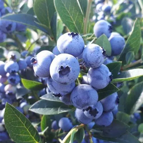 саженцы голубики саженцы голубики