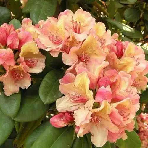 Рододендрон ФЛАУТАНДО в Ижевске