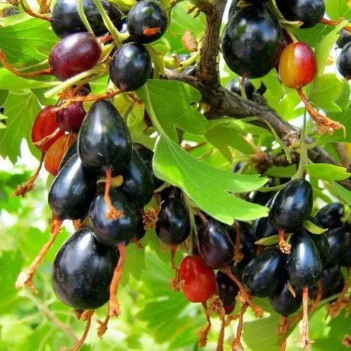 Смородина золотистая БОКАЛИНСКАЯ  Смородина золотистая БОКАЛИНСКАЯ в Ижевске