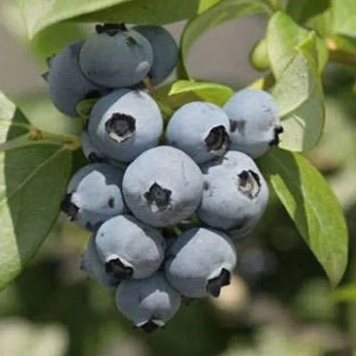 саженцы голубики саженцы голубики