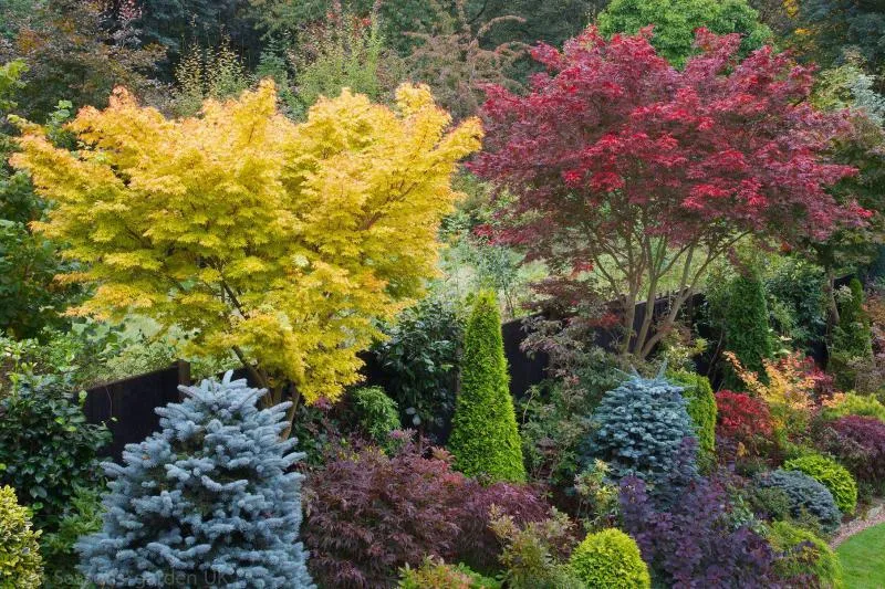 Обновление ассортимента декоративных и лиственных растений в Плодопитомнике "Сад" Обновление ассортимента декоративных и лиственных растений в Плодопитомнике "Сад"