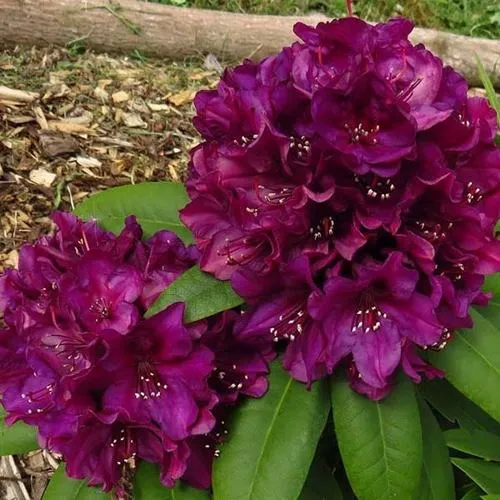 Рододендрон ПОЛАРНАХТ в Ижевске