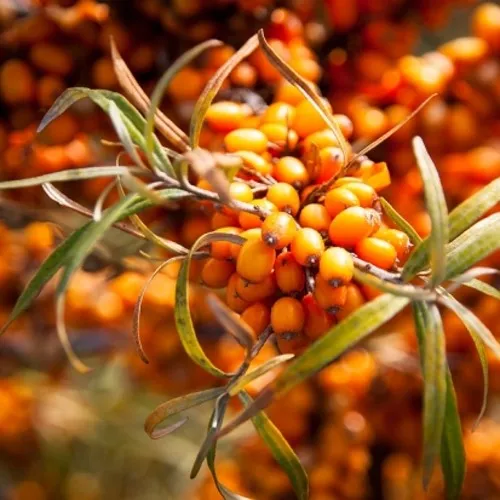 Облепиха ФИНСКАЯ  Облепиха ФИНСКАЯ в Ижевске