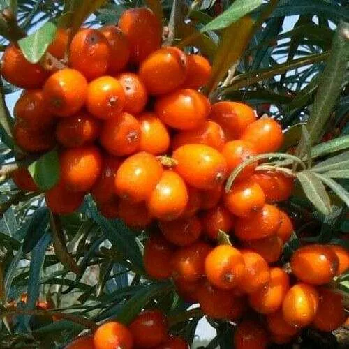 Облепиха ПЛАМЕННАЯ  Облепиха ПЛАМЕННАЯ в Ижевске