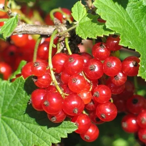 Смородина красная РАЧКОВСКАЯ  Смородина красная РАЧКОВСКАЯ в Ижевске