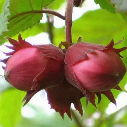 Фундук АЙВЕНГО  Фундук АЙВЕНГО в Ижевске