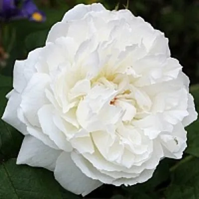 Саженцы роз ВИНЧЕСТЕР КАФЕДРАЛ английская  Саженцы роз ВИНЧЕСТЕР КАФЕДРАЛ английская в Ижевске