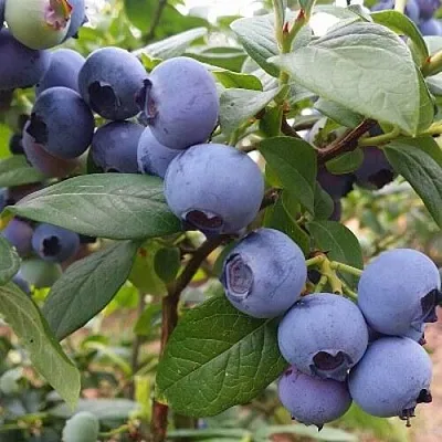 Голубика БЛЮГОЛД  Голубика БЛЮГОЛД в Ижевске