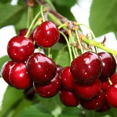 Черешня МИНЧАНКА в Ижевске