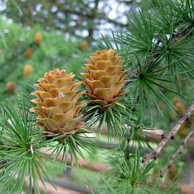 Лиственница КЕМПФЕРА  Лиственница КЕМПФЕРА в Ижевске