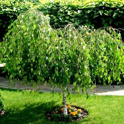 Береза в Ижевске