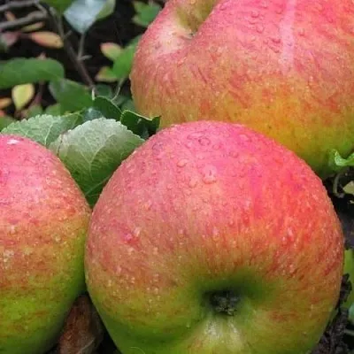 Яблоня ЯБЛОЧНЫЙ СПАС  Яблоня ЯБЛОЧНЫЙ СПАС в Ижевске