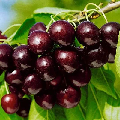 Черешня ВИТЯЗЬ в Ижевске