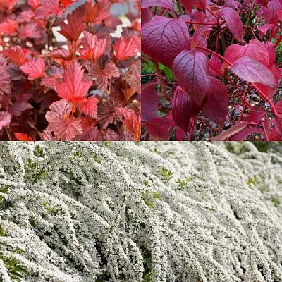 Комплект ЖИВАЯ ИЗГОРОДЬ в Ижевске