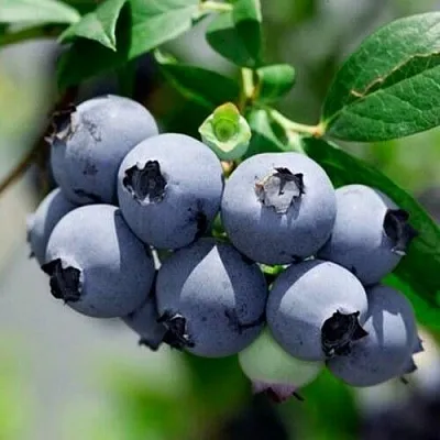 Голубика СИЕРРА  Голубика СИЕРРА в Ижевске