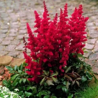 Астильба ГЛАТ Арендса — описание сорта Астильба ГЛАТ Арендса в Ижевске