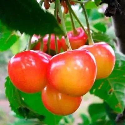 Черешня ДОНЧАНКА в Ижевске