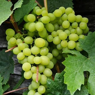 Виноград АЛЕШЕНЬКИН в Ижевске