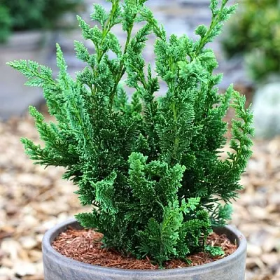 Кипарисовик ВИСЕЛЛИ лавсона  Кипарисовик ВИСЕЛЛИ лавсона в Ижевске