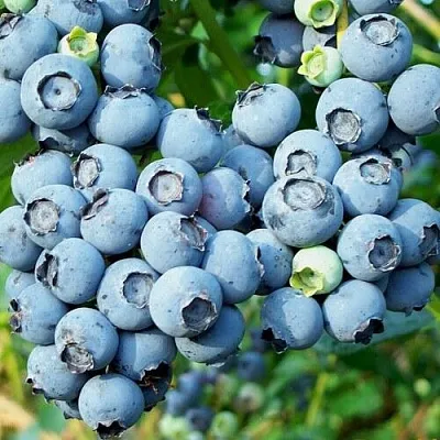 Голубика ПУРУ  Голубика ПУРУ в Ижевске