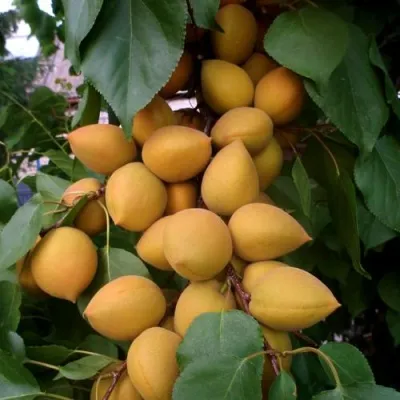 Абрикос МАНИТОБА — описание сорта Абрикос МАНИТОБА в Ижевске