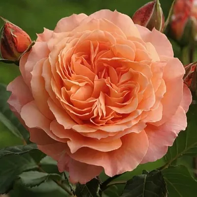 Саженцы роз БЕЛЬВЕДЕР шраб  Саженцы роз БЕЛЬВЕДЕР шраб в Ижевске