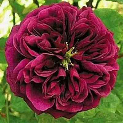 Саженцы роз ЗЕ ПРИНЦ английская  Саженцы роз ЗЕ ПРИНЦ английская в Ижевске