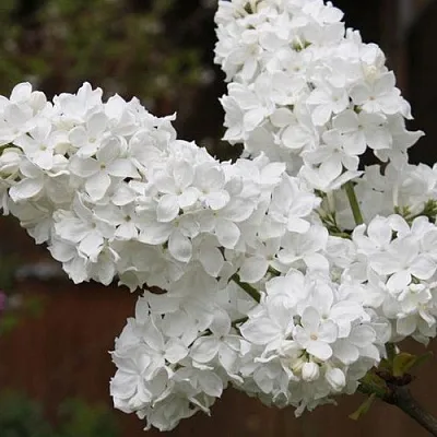 Сирень ФЛОРА  Сирень ФЛОРА в Ижевске