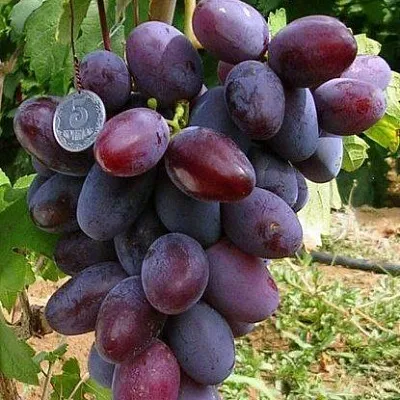 Средние сорта в Ижевске