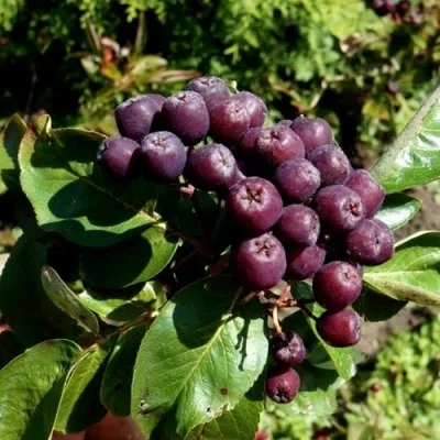 Рябина ЛИКЁРНАЯ сладкоплодная — описание сорта Рябина ЛИКЁРНАЯ сладкоплодная в Ижевске