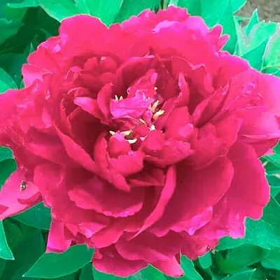 Пион ОСТРОВНОЙ МИНИСТР древовидный  Пион ОСТРОВНОЙ МИНИСТР древовидный в Ижевске