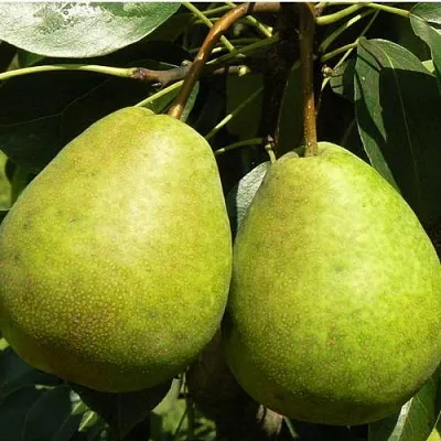 Груша ЛАГОДНАЯ  Груша ЛАГОДНАЯ в Ижевске