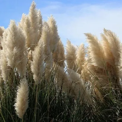 Кортадерия белая (пампасная трава) в Ижевске