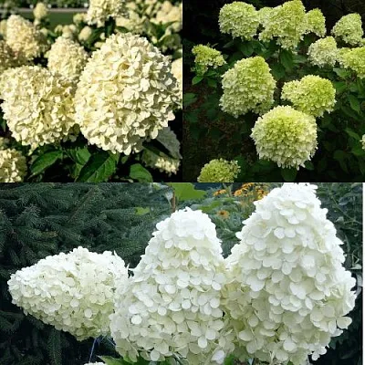 Комплект НЕЖНЫЙ КАПУЧИНО в Ижевске