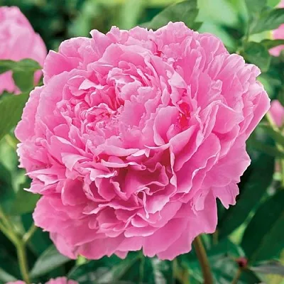 Пион МИСС ЭКХАРТ травянистый  Пион МИСС ЭКХАРТ травянистый в Ижевске