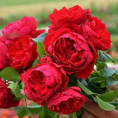 Саженцы роз ФЛОРЕНТИНА плетистая  Саженцы роз ФЛОРЕНТИНА плетистая в Ижевске