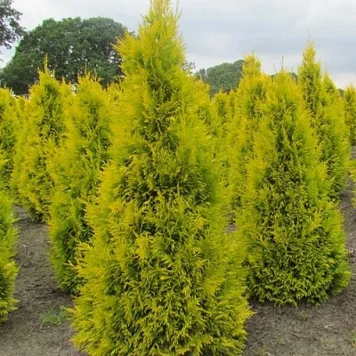 Туя САНКИСТ западная  Туя САНКИСТ западная в Ижевске