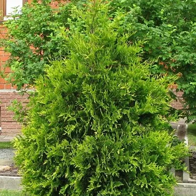 Туя АНЯ (АНИЕ) западная  Туя АНЯ (АНИЕ) западная в Ижевске